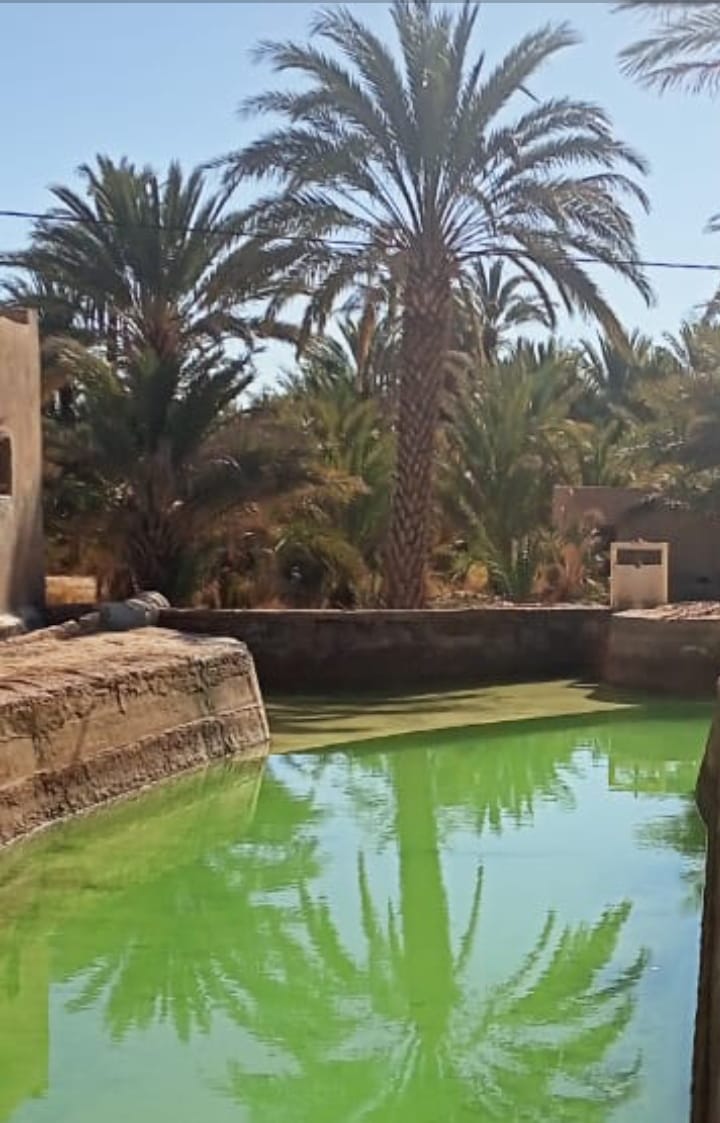 ثقافة: كتاب جماعي يسلط الضوء على واحات زيز وغريس.