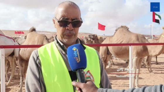 مزاينة الإبل.. مسابقة لاختيار أجمل الإبل بموسم الطانطان