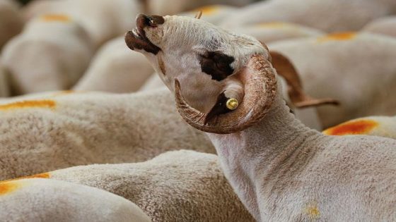 جمعيات حماية المستهلك تُطالب بشفافية أسواق الماشية قبل فوات الأوان