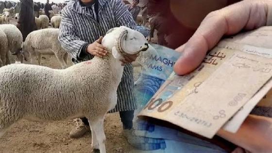أضاحي العيد.. وفرة في القطيع وحرائق في الأسعار